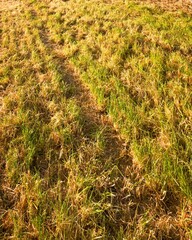 Mowed lawn with dry and green grass blades during sunset
