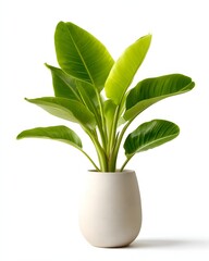 Lush Green Plant in Minimalist White Pot with Vibrant Leaves