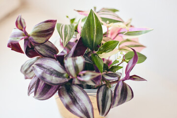 Fototapeta premium Close-up of striped green and purple leaves of Tradescantia zebrina