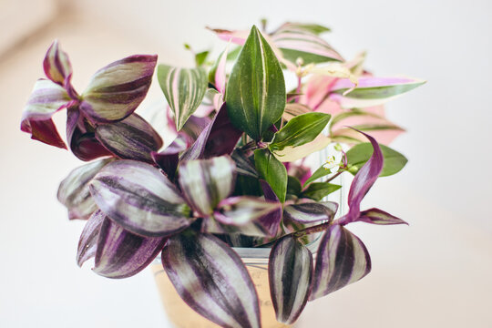 Close-up of striped green and purple leaves of Tradescantia zebrina