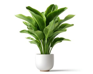 Lush Green Indoor Plant in Modern White Pot on Bright Background