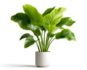 Lush Green Indoor Plant in Minimalist Pot on White Background
