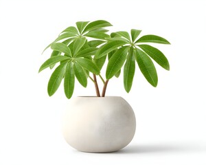 Green Plant in Elegant White Pot with Distinctive Leafy Foliage