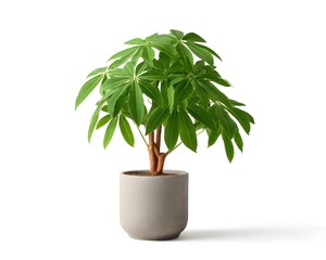 Green Indoor Houseplant in Simple Modern Gray Pot on White Background