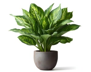 Lush Green Indoor Plant in Stylish Grey Pot for Modern Decor