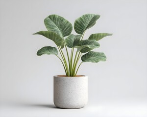 Lush Green Plant in Minimalist Pot on Light Background