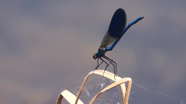 damselfly on dried reed leaf spreads wings, slomo 289a
