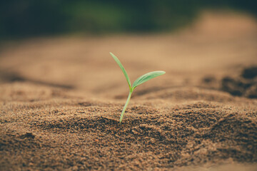 The tree of rebirth rising under warm sunlight, symbolizing the planet&rsquo;s healing and renewal.