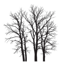 A group of bare trees with intricate branches silhouetted against a white background in a stark monochrome image