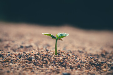 Young tree of regeneration thriving beneath golden light, reflecting the healing of our world.