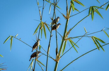 Photo of birds typical of the northern region of Brazil, scientifically known as Columbina.