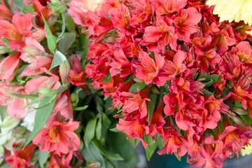 Closeup of vivid red alstroemeria blossoms with natural green leaves, ideal for floristry, celebration, wedding and gift themed commercial use.
