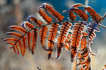 Jesienny liść paproci