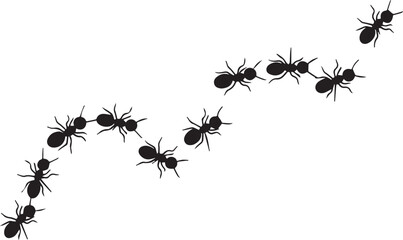 Black ants marching in a curved line on white Keywords: ant, ants, insect, insects, bug, bugs