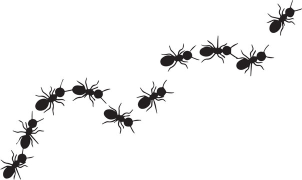 Black ants marching in a curved line on white Keywords: ant, ants, insect, insects, bug, bugs