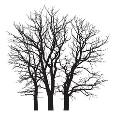 A stark silhouette of three bare trees with intricate branches against a plain white background image style