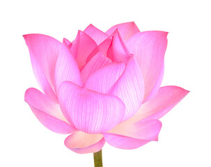 Flowers for worshipping the Buddha on white background.