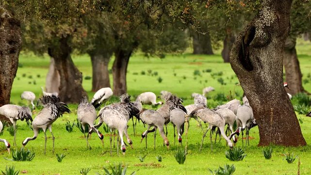 group of common cranes in dehesa collecting acorns, close 437