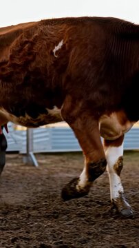 Brown and white cow with udders in muddy enclosure