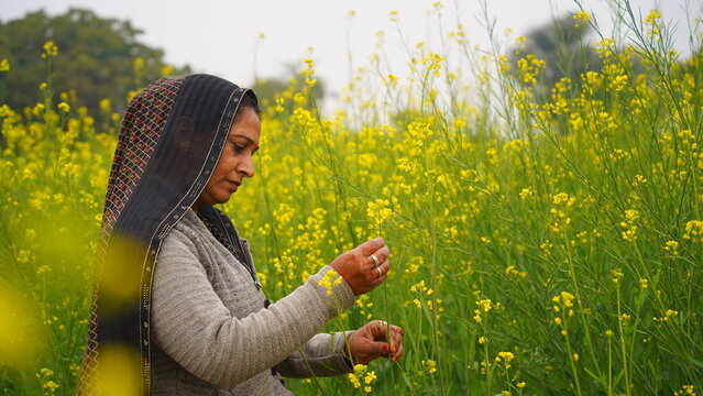 Female farmer inspecting healthy black mustard crop in rural India. South Asian woman among Brassica nigra plants with fresh yellow flowers. Intense lady wearing saree and winter clothes.