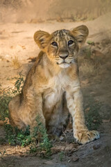 Adorable curious lion cub sitting alone on sand in dappled sunlight
