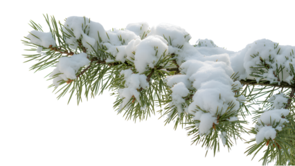 Snow covered pine branch isolated on transparent background isolated on transparent background