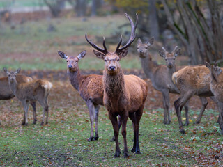 The Fallow deer are herbivorous grazers