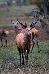 The Fallow deer are herbivorous grazers