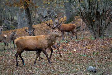 The Fallow deer are herbivorous grazers