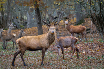 The Fallow deer are herbivorous grazers