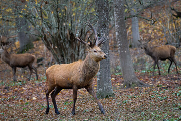The Fallow deer are herbivorous grazers