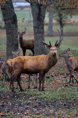 The Fallow deer are herbivorous grazers