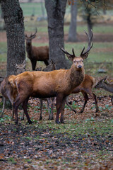 The Fallow deer are herbivorous grazers