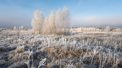 Frost-Covered Birch Trees in Winter Landscape