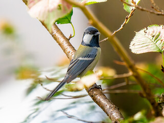 枝にとまるシジュウカラ