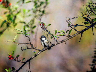 枝にとまるシジュウカラ
