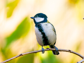 枝にとまるシジュウカラ