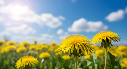 Image is a vibrant, high-resolution photograph featuring a field of dandelions under a bright blue sky. The layout is a close-up shot with a shallow depth of field, focusing on a single dandelion in t