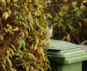 Sparrowhawk peering around a bush in a garden.