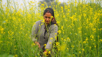 A happy female farmer standing in mustard field and hand holding a sickle. Confident woman cutting...