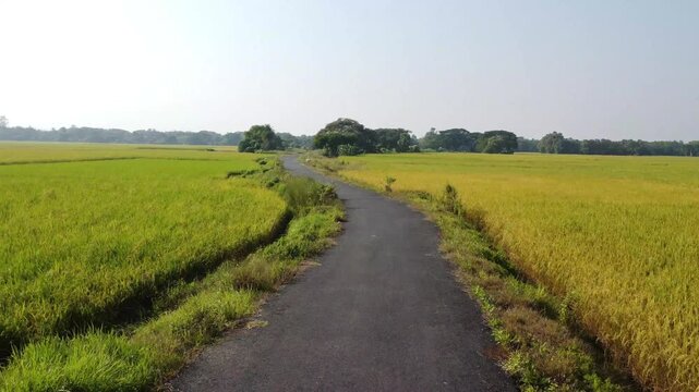 Indian village road in through middle of rice fields in india. Farmland at Sunset on a Winter Evening.