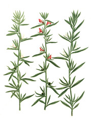 Obraz premium Antirrhinum officinarium, sylvestre album, minus flore, Varianten des Löwenmaul