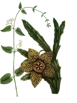 Apocynum, Convolvulus scammonia, Ackerwinde und Apocynum seu Fritillaria erasa monstrosa
