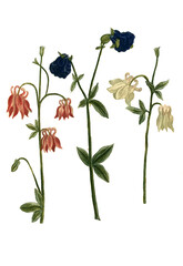 Aquilegia, Varianten der Akelei