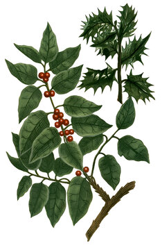 Aquifolium, Stechpalme