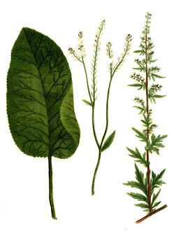 Armoracia seu raphanus rusticanus und Artemisia vulgaris und Artemisia picta