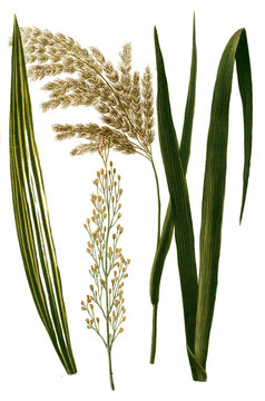 Arundo vulgaris, Phragmites communis, Arundo und phragmites Phragmites vulgaris und Arundo hortensis hispanica und Arundo laconica variegata