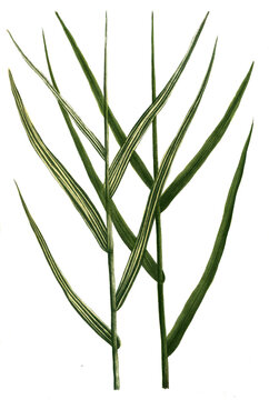 Arundo pratensis und Arundo pratensis variegata