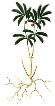 Asparagus domesticus und Asparagus sive corruda sylvestris africana aculeata foliis pennes avium referentibus