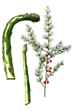 Thyrsus asparagi, Asparagus und Asperagus monstrosus, Spargel